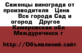 Саженцы винограда от производителя › Цена ­ 800 - Все города Сад и огород » Другое   . Кемеровская обл.,Междуреченск г.